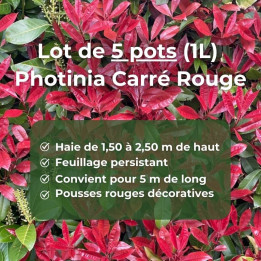 Lot de 5 Photinia Carré Rouge pot 1L