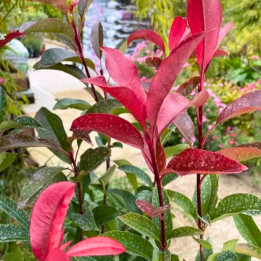 Photinia Red Robin