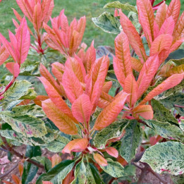 Photinia serratifolia Pink Crispy