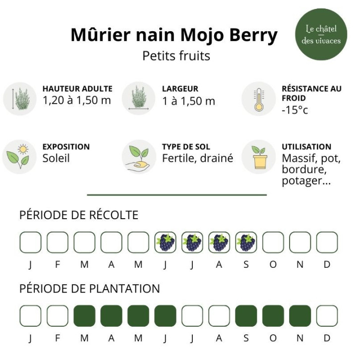 Mûrier nain Mojo Berry
