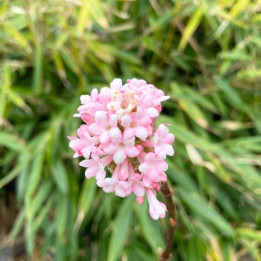 Viburnum bodnantense Charles Lamont