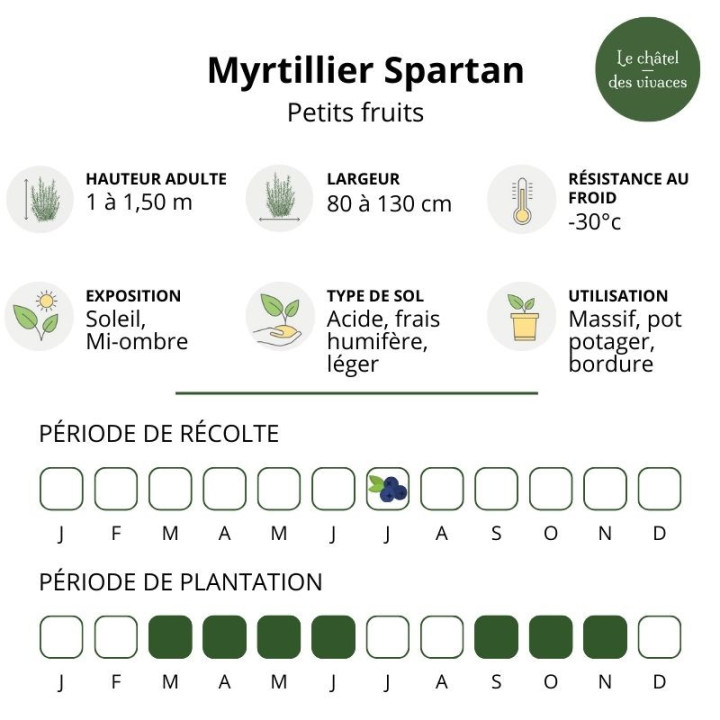 Myrtillier Spartan