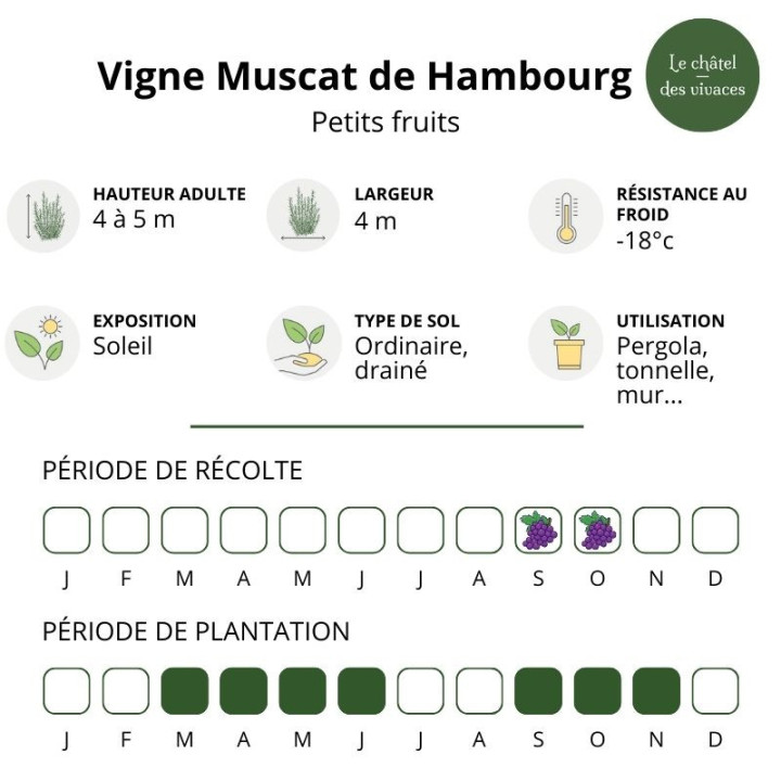 Vigne Muscat de Hambourg