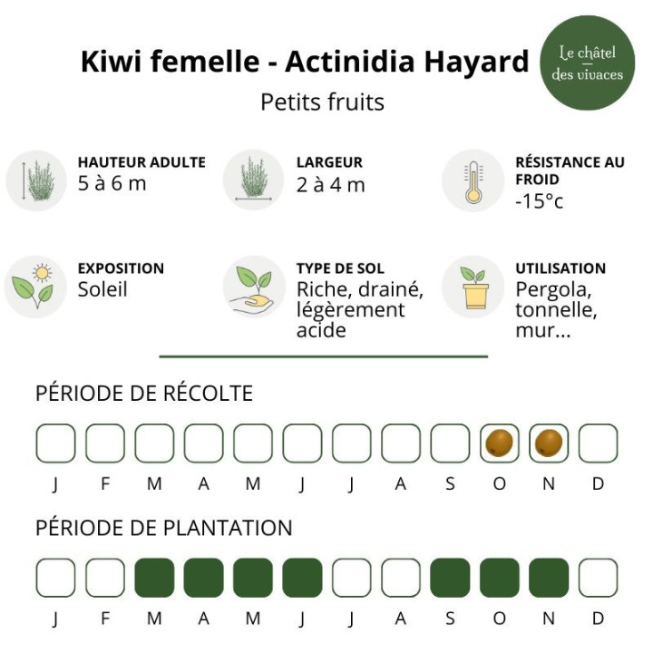 Kiwi femelle - Actinidia Hayard