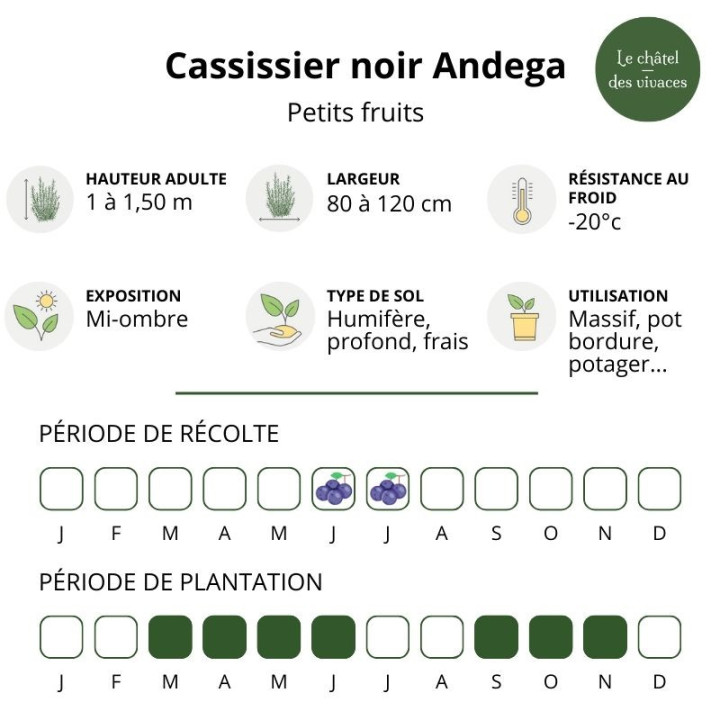 Cassissier noir Andega