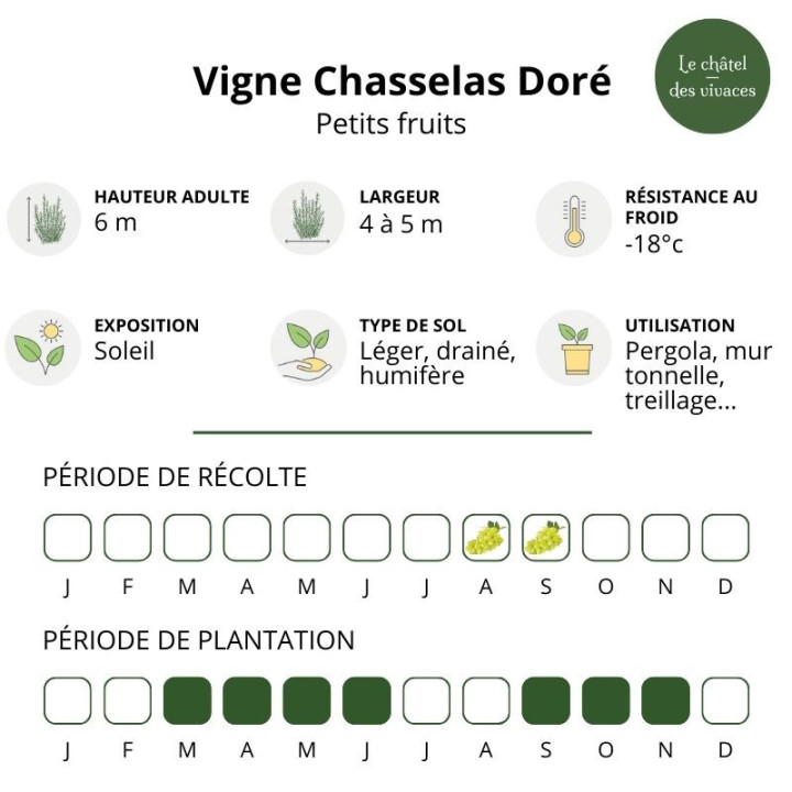 Vigne Chasselas Doré