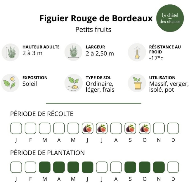 Figuier Rouge de Bordeaux