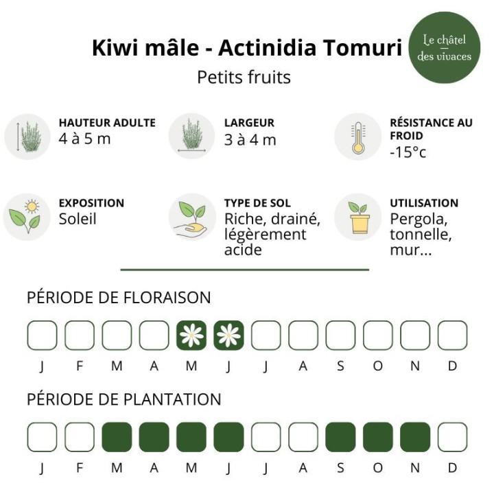 Kiwi mâle - Actinidia Tomuri