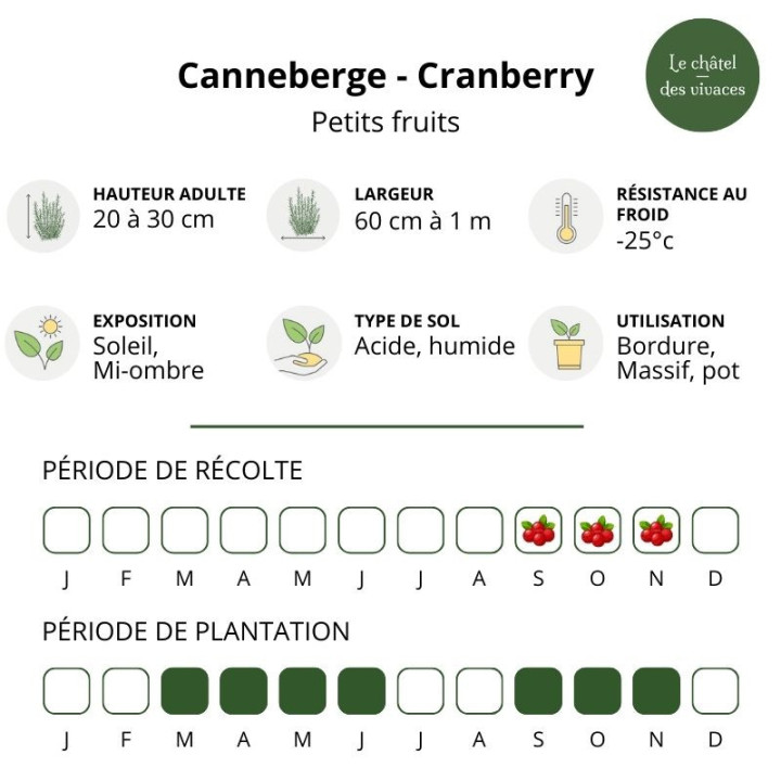 Canneberge - Cranberry - Vaccinium macrocarpon
