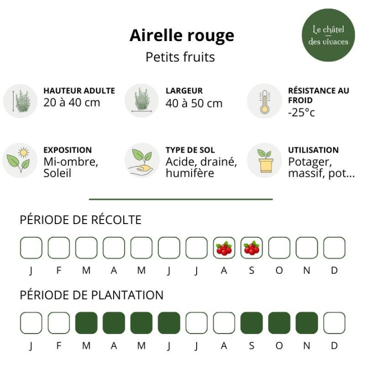 Airelle rouge - Vaccinium vitis idaea