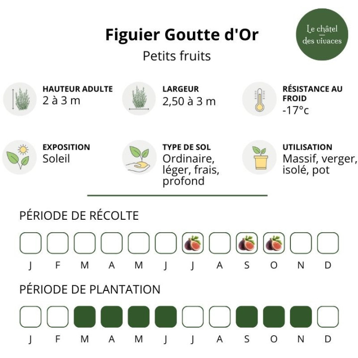Figuier Goutte d'Or