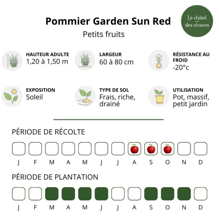 Pommier nain Garden Sun Red