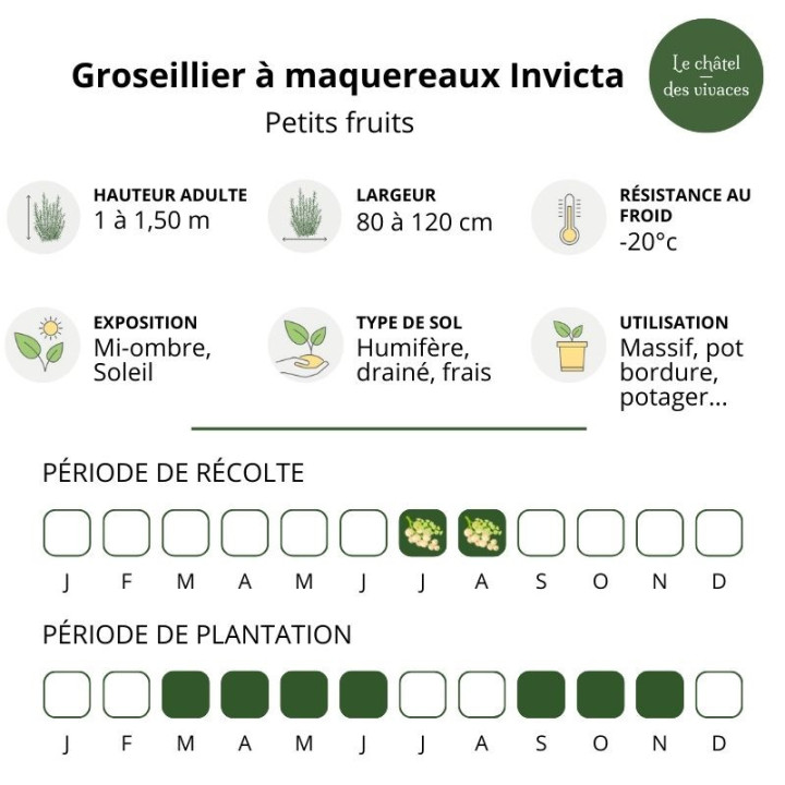 Groseillier à maquereaux Invicta