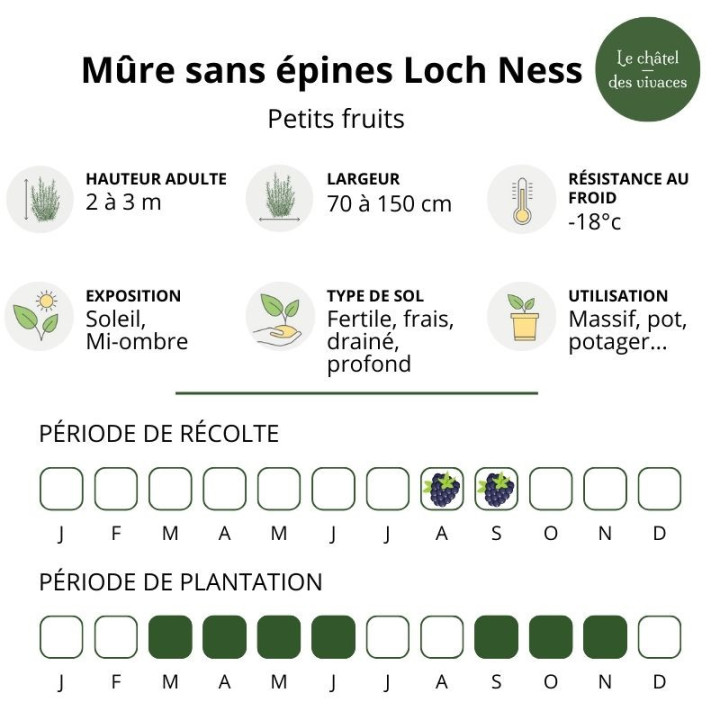 Mûre sans épines Loch Ness