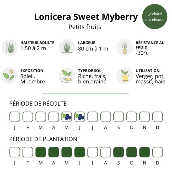 Lonicera kamtschatica Sweet Myberry - Baie de mai