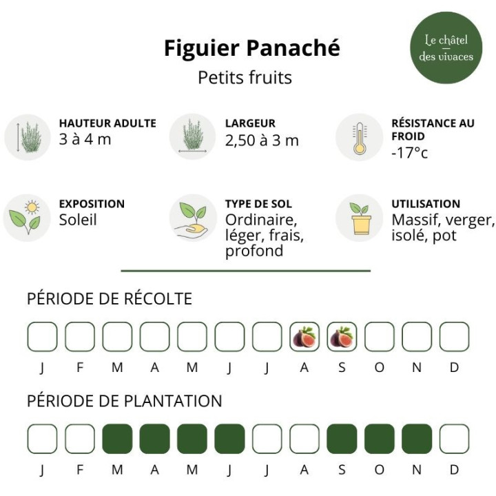 Figuier Panaché