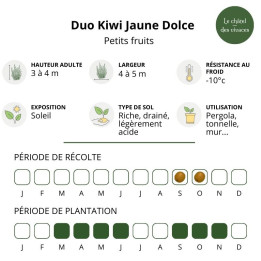Duo Kiwi Jaune Dolce