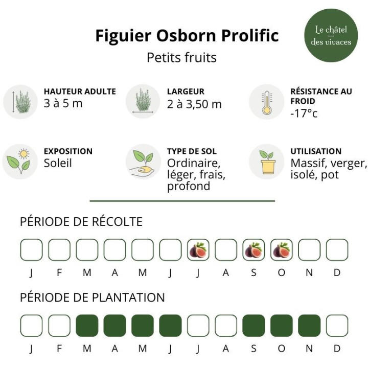 Figuier Osborn Prolific