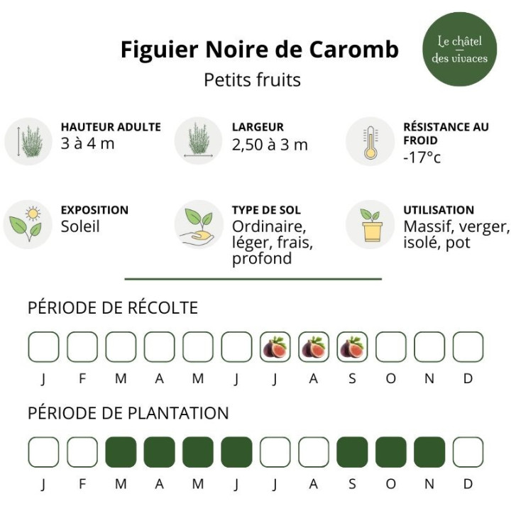 Figuier Noire de Caromb