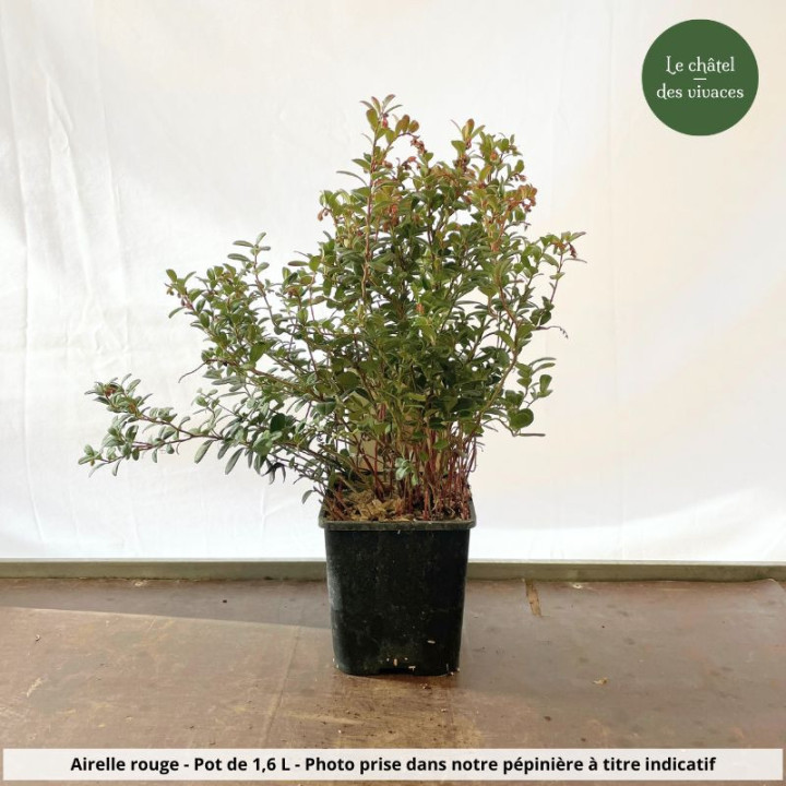 Airelle rouge - Vaccinium vitis idaea