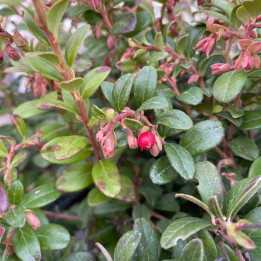 Airelle rouge - Vaccinium vitis idaea