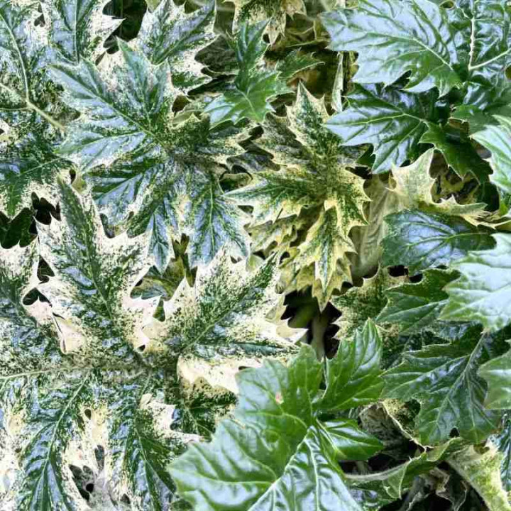 Acanthus mollis Tasmanian Angel