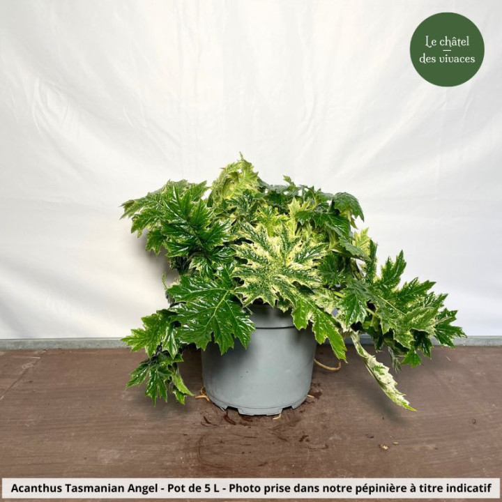 Acanthus mollis Tasmanian Angel - Le Châtel des vivaces