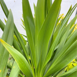 Cordyline Emerald Star