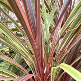 Cordyline banskii Can Can