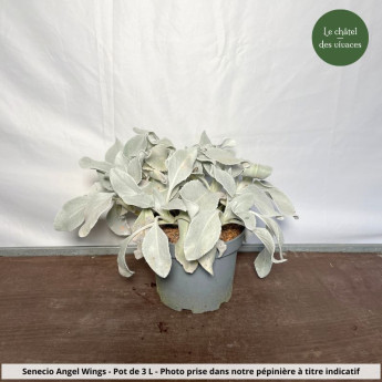 Senecio Angel Wings - Seneçon Senecio Angel Wings - Seneçon