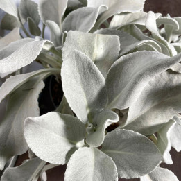 Senecio Angel Wings - Seneçon