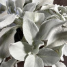 Senecio Angel Wings - Seneçon