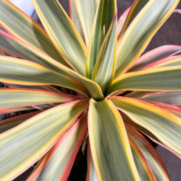 Yucca gloriosa Citrus Twist