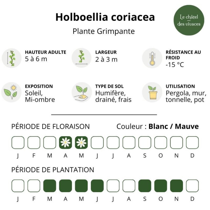 Holboellia coriacea