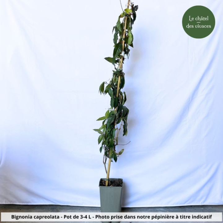Bignonia capreolata