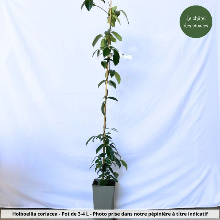Holboellia coriacea