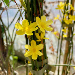 Jasminum nudiflorum