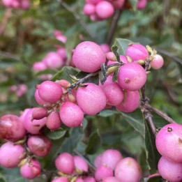 Symphoricarpos doorenbosii Magical Candy