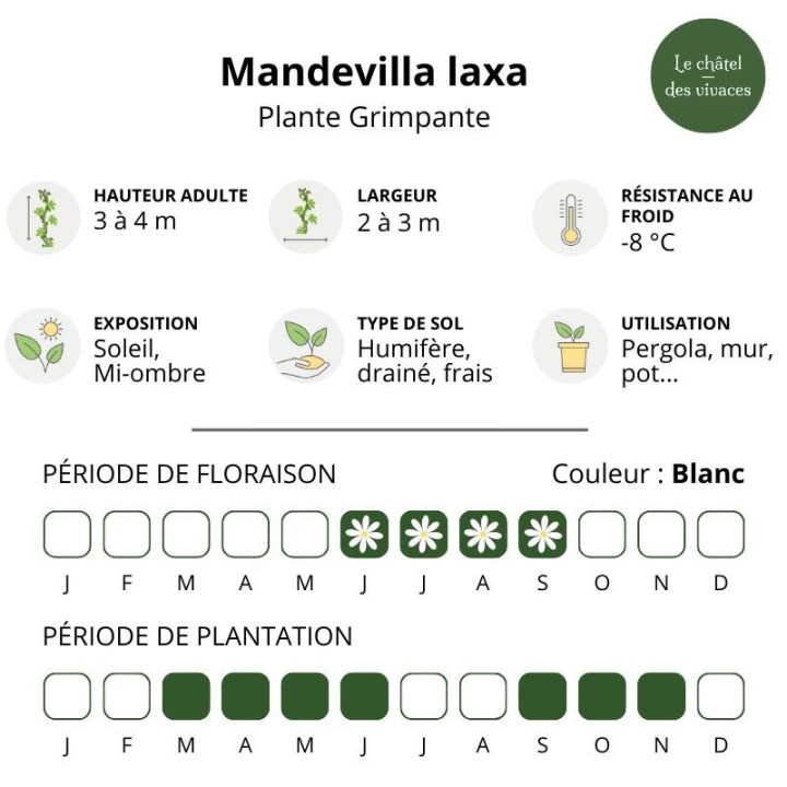 Mandevilla laxa