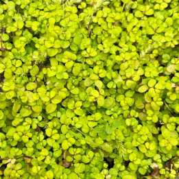 Helxine soleirolii Aurea
