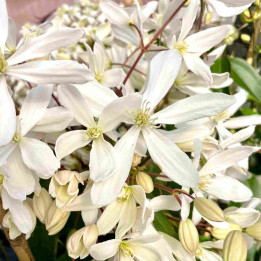 Clematis armendii Snowdrift