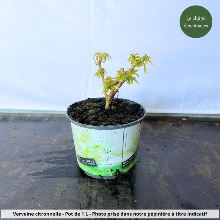 Verveine citronnelle