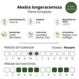 Akebia longeracemosa