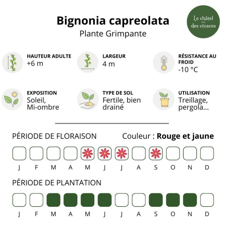 Bignonia capreolata