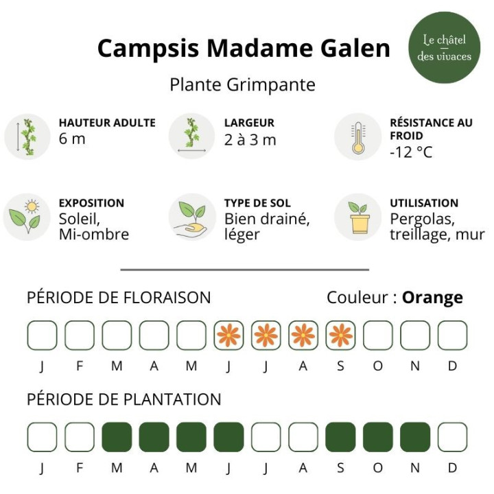 Campsis tagliabuana Madame Galen