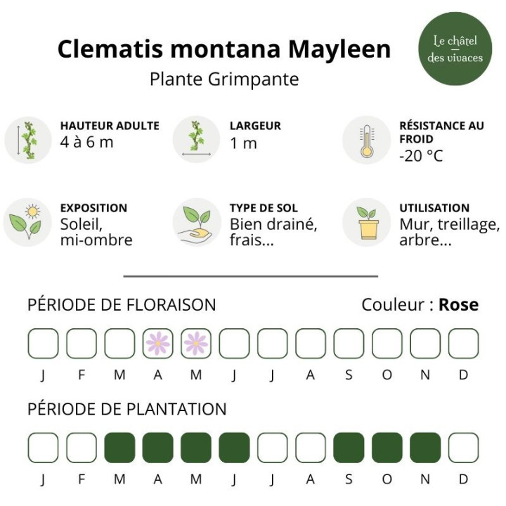 Clematis montana Mayleen