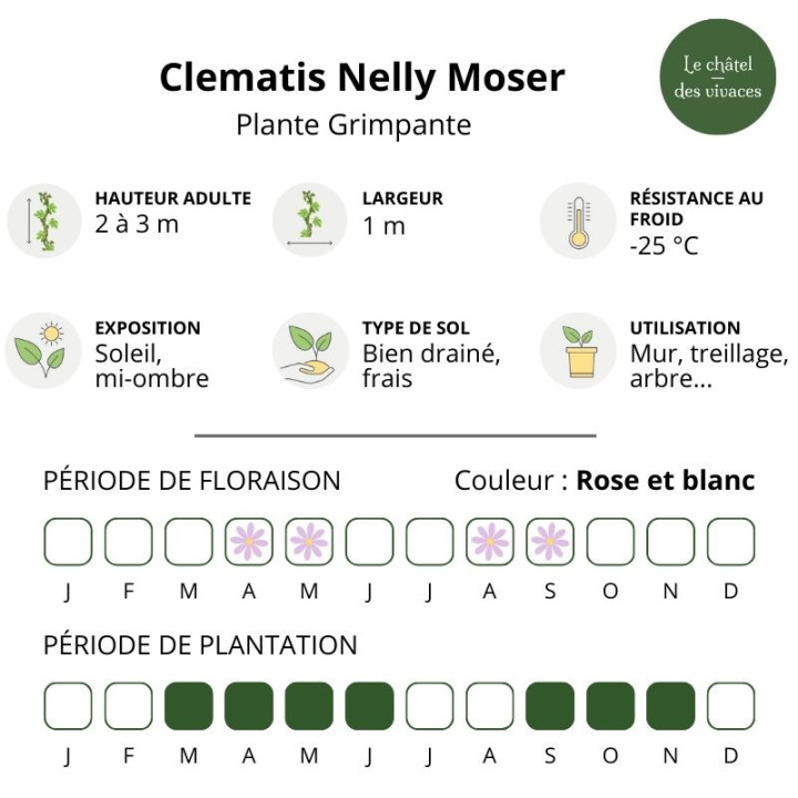 Clematis Nelly Moser