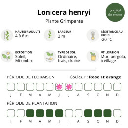 Lonicera henryi
