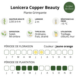 Lonicera henryi Copper Beauty