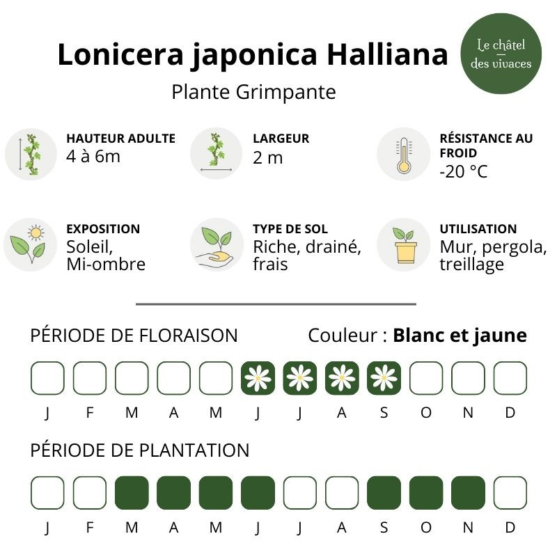 Lonicera japonica Halliana